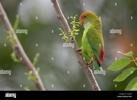 Sri Lanka Hanging Parrot Stock Photo Alamy