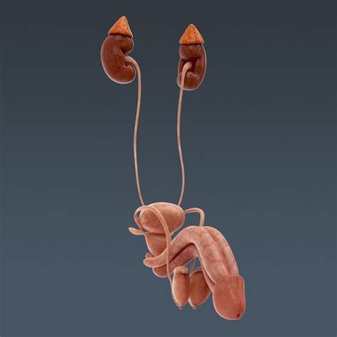 Human Male Body And Urinary And Reproducti 3d Model