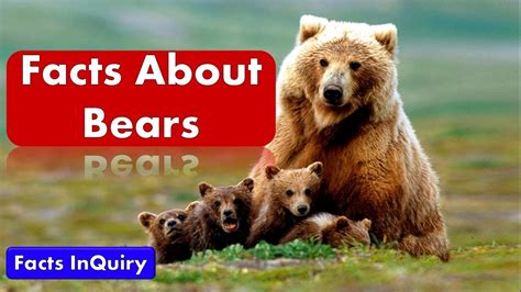 10 Facts About Polar Bears Interesting Bears Facts Facts Inquiry