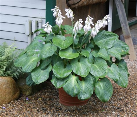 Growing Hostas In Decorative Containers Nh Hostas