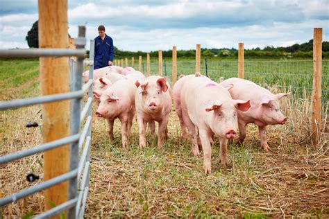Yorkshire To Be Top Place In Europe For Pig Research Thanks To Multi