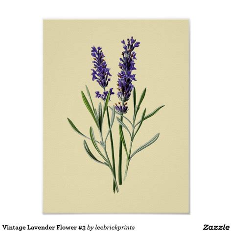 Vintage Lavender Flower 3 Poster Botanical Art Flower