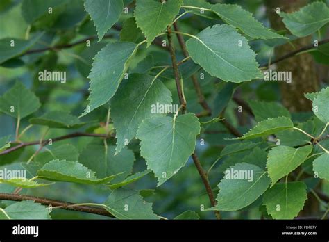 Betula Hi Res Stock Photography And Images Alamy