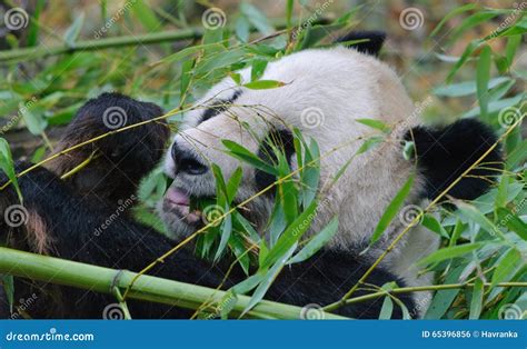 Giant Panda Close Up Portrait Stock Photo Image Of Endangered Nature