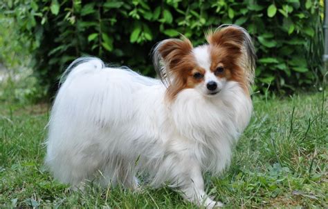 Papillon Dog Breed Information And 30 Cute Pictures Fallinpets