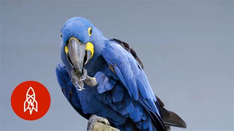 Meet The Biggest And Bluest Parrot In The World Youtube