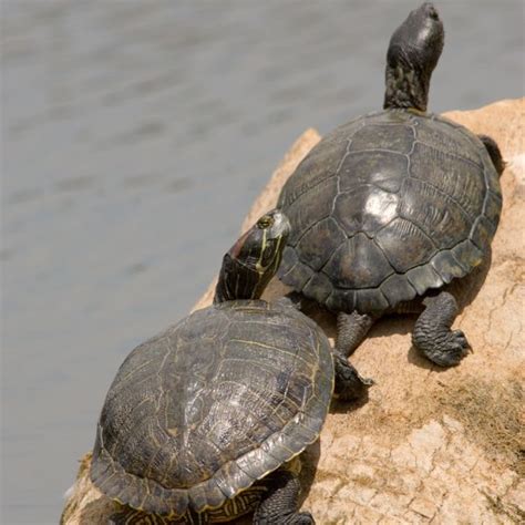 Male Vs Female Painted Turtle Gender Guide All Turtles