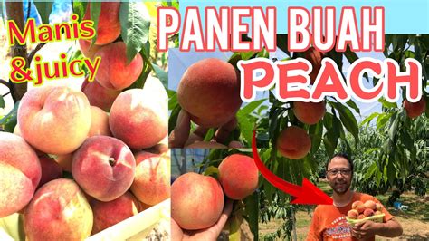 Panen Buah Peach Di Perkebunan Buah Peach Atau Persik Youtube