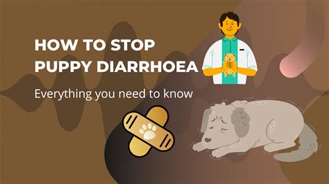 How To Stop Puppy Diarrhoea Raggy Dogs Blog