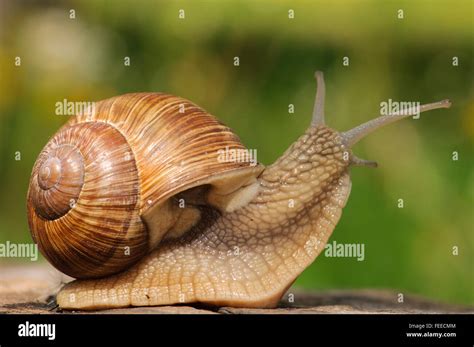 Burgundy Snail Helix Pomatia Stock Photo Alamy