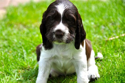 MUPTIES ENGLISH SPRINGER SPANIEL: Puppies explored the garden for the ...