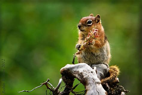 Hd Wallpaper Chipmunk Food Leaves Wallpaper Flare