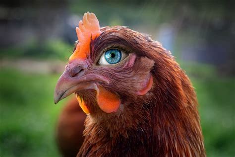 1284x2778px Free Download Hd Wallpaper The Hen Look Eye Sight