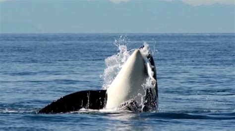 Salmon Cannon Creators Hope To Save Southern Resident Orcas