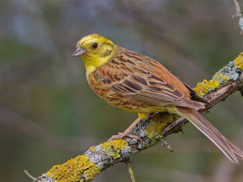 Овсянка обыкновенная описание внешнего вида и фото птицы среда