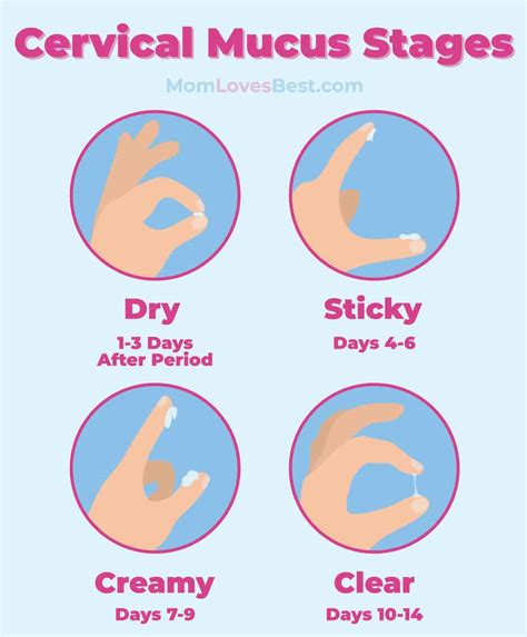 How To Check Your Cervical Mucus And Detect Ovulation