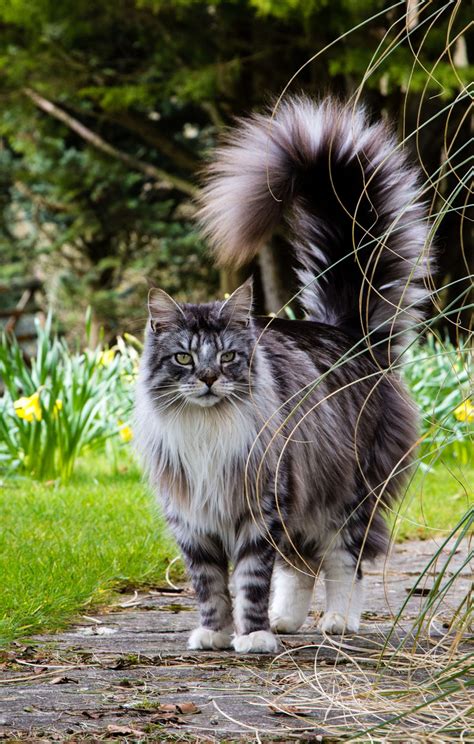 Discover The Top Cat Breeds A Comprehensive List