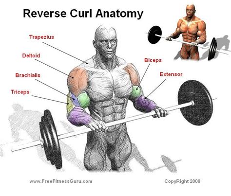 Maria L On Twitter Fitness Body Reverse Curls Biceps Workout