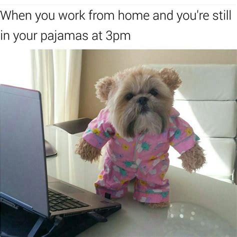 25 Animal Memes For A Work Day