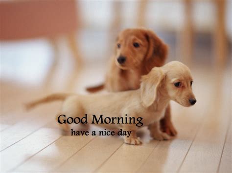 Good Morning Wishes With Dogs Pictures Images
