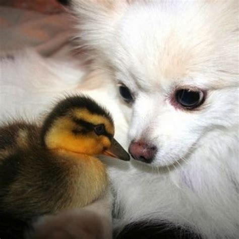 Why Are Dogs And Ducks Best Friends Animals Friendship Animals