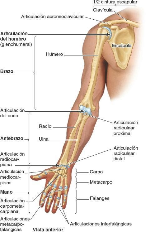 Descripción General del Miembro Superior Enfermería