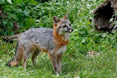 Northern Gray Fox