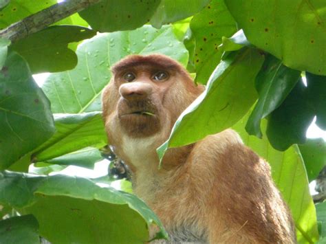 Fantastic Foto Friday Rare Proboscis Monkeys On Borneo