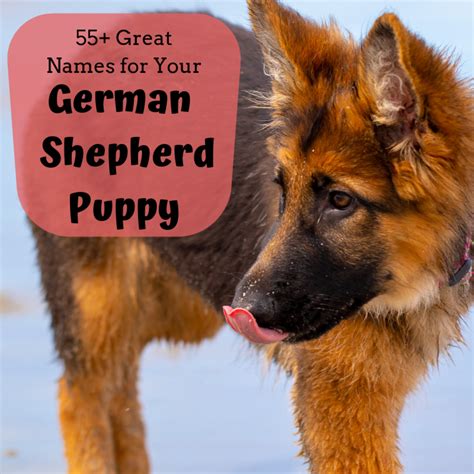 100 Unique German Shepherd Dog Names With Meanings Dog Names German