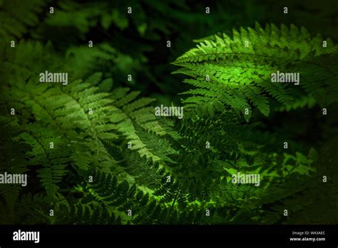 Wooded Filtered Sunlight Highlights This Close Up Of A Bed Of Ferns