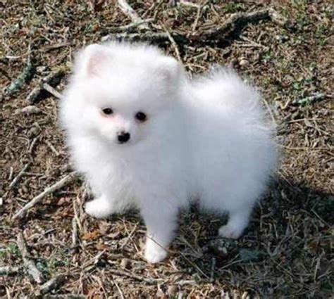 Sweet Small Dogs These Are The 15 Best Small Breeds Of Dogs Ranked