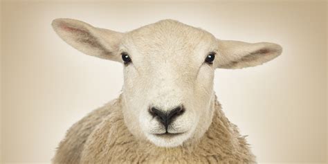 The Year Of The Wood Sheep Huffpost
