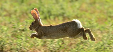 Así que l@s que estéis a dieta no un conejo sobre 1,5 k. La Junta de Castilla y León autoriza la caza de conejos ...