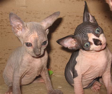 Pin By Jessica Creighton On Sphynx Cute Cats Sphynx Cat Cats And