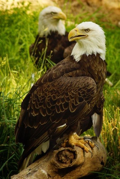 Eagles Bald Eagle Pet Birds American Bald Eagle