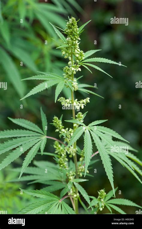 Indischer Hanf Marihuana Mary Jane Cannabis Sativa Var Indica