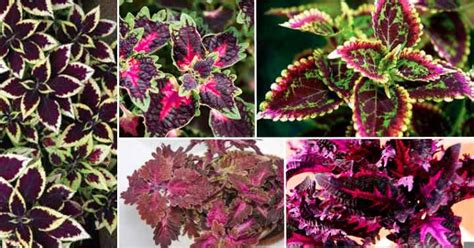 31 Purple Leaf Plants Visual Identification Guide With Pictures