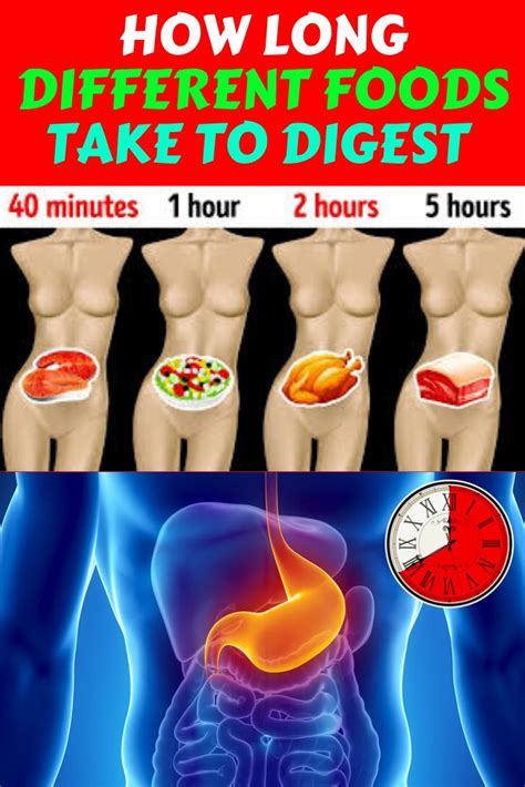 how long different foods take to digest and why it s important to know different recipes