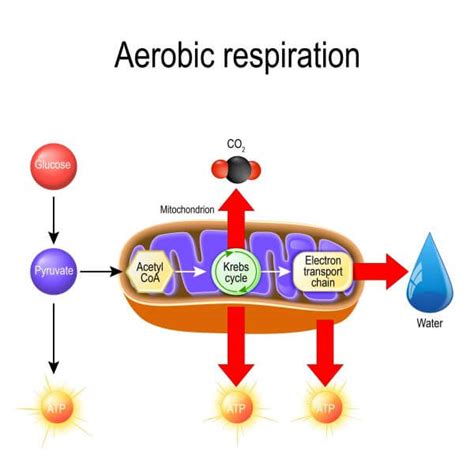 Cellular Respiration Glycolysis Diagram