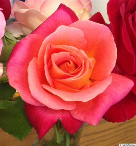 'Granada ' Rose Photo