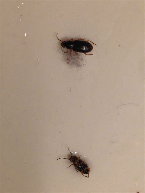 Tiny Black Bugs Bathroom
