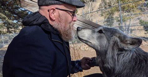 Wolves From Closing Sanctuary Will Move To Rescue That Helps Veterans