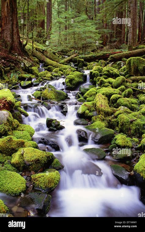 A Stream Flowing Over Moss Covered Rocks In The Olympic National Park