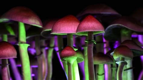 Qual A Razão De Existirem Cogumelos Alucinógenos Clube Da Química