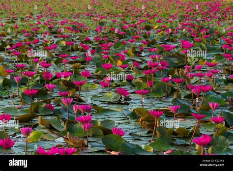 In The Village Of Water Lily In Barisal Bangladesh Stock Photo