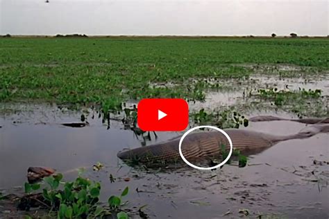 Giant Green Anaconda Strangles Capybara And Swallows It Whole Wide