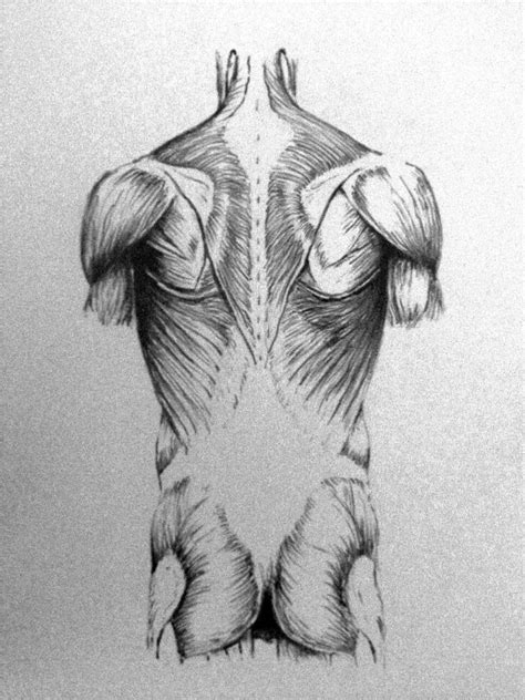 Anatomical Drawing By Taylorweaved On Deviantart