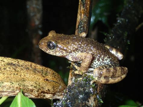 Good News For One Of The Most Threatened Frogs In The World The Australian Museum Blog