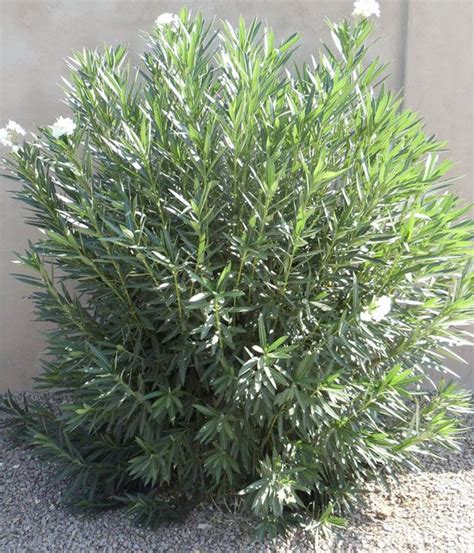 Фильм снят по мотивам романа джанет фитч «белый олеандр» (white oleander, 1999). Oleander Bush - White | revision time | Pinterest