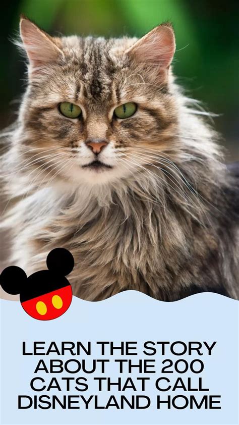 The Feral Cats Of Disneyland Video In 2023 Feral Cats Cats Cat Breeds